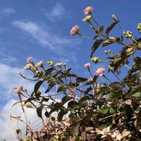 ランタナ,散歩にて,いいねをありがとうございます¨̮♡︎の画像