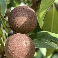 コーヒーの木,カカオ,ゴシュユ,チューインガムの木,コリナプレクス スペキオシスの画像