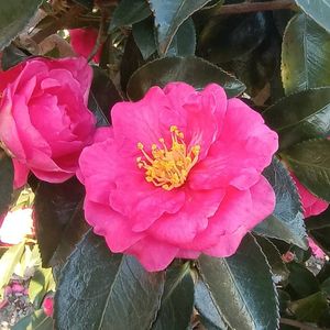 ビオラ,ビオラ,山茶花,山茶花,山茶花の画像