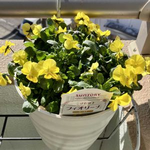 フィオリーナ ゴールド,成長記録,ベランダの画像