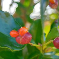マサキ,散歩道,備忘録,お写ん歩,植物美の画像