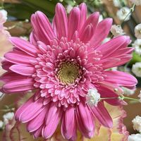 カーネーション,ガーベラ,切り花,キュンキュン乙女倶楽部No.243,お散歩ちゃんキーホルダーの画像