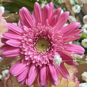 カーネーション,ガーベラ,切り花,キュンキュン乙女倶楽部No.243,お散歩ちゃんキーホルダーの画像