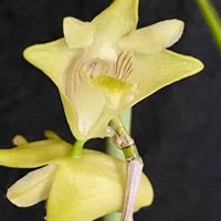 デンドロビウム,ガーランディアナムの画像