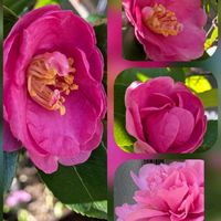 サザンカ,サザンカ,サザンカ,サンシュユ,サンザシの画像