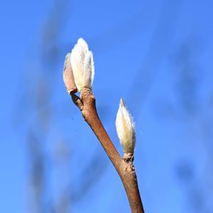 ナツツバキ,山野草,花散歩,冬の楽しみ,冬芽・葉痕の画像