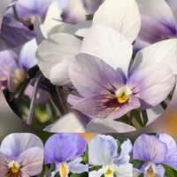 アネモネ,シャコバサボテン,ツバキ,ネメシア,ハボタンの画像