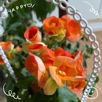 ベゴニア,お花大好き♡,復興祈願,ピンク❤︎ピンク,今日も笑顔で♡の画像