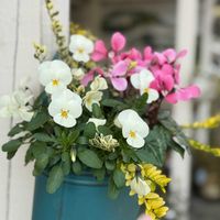 シクラメン,すみれ,寄せ植え,成人の日,ガーデンマルシェ防府店の画像