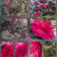 アセビ,サザンカ,サザンカ,ジャーマンアイリス,ススキの画像