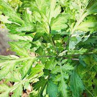 ヨモギ,ヨモギ,野草,グリーン！グリーン！グリーン！,薬草の画像