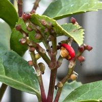 センリョウ,真っ赤な実,笑顔で元気いっぱいに,ワクワクウキウキ,元気チャージのお花の画像