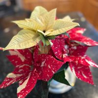 ポインセチア,ポインセチア,ポインセチア  ジングルベル,観葉植物,観葉植物初心者の画像