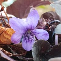 スミレ,黒葉スミレ,黒葉スミレ・ラブラドリカ,ガーデニング,ネコ好きの画像