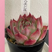 チワワエンシス,チワワエンシスhyb,可愛い多肉ちゃん❤︎,多肉狩り,花のある暮らしの画像