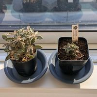 ユーフォルビアトゥレアレンシス,多肉植物,ユーフォルビア,マダガスカル産,かわぃぃ。の画像