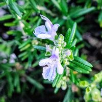 ローズマリー,ローズマリー,ご近所散歩,１年中咲いてます。の画像