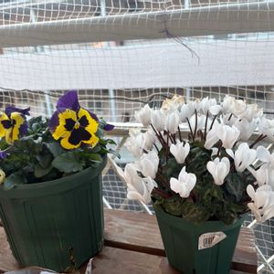 パンジー,ガーデンシクラメン,花のある暮らし,開花中,育てる楽しみの画像