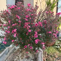 ギョリュウバイの画像