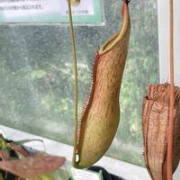 ウツボカズラの画像