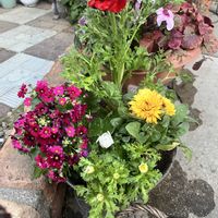 キンセンカ,ノースポール,ラナンキュラス,カレンデュラ,プリムラメラコイデスの画像