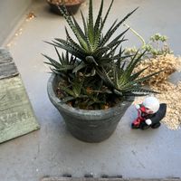 玉つづり,十二の巻,ベランダ多肉,強風被害,十二の日の画像