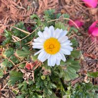 ノースポール,いつもの散歩道,平和を願う☆,いつまでも友達でいよう♡の画像