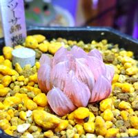 ハオルチア,ハオルチア オブツーサ,多肉植物,ハオルチア属,多肉大好きの画像