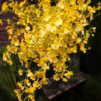 オンシジューム,オンシジューム,ビタミンカラー,お気に入りの お花屋さん,幸せの黄色いお花の画像