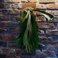 ビカクシダ,ビカクシダ,リビング・ダイニングの画像