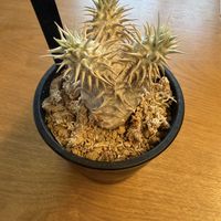 パキポディウム・デンシフローラム,リビング・ダイニングの画像