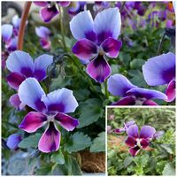 ゲブラナガトヨ　ミステリアスバニー,寄せ植え,玄関ポーチ,パンビオ大好き,元気に育ててますよの画像