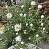 花かんざしの画像