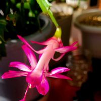 シャコバサボテン,デンマークカクタス,リビング・ダイニングの画像