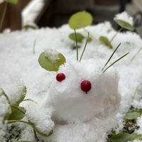 ウォーターマッシュルーム,若松,南天の実,玄関先の画像