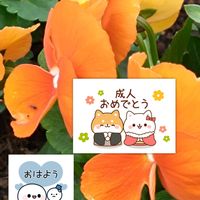 ビオラ,プランター栽培,オレンジ色の花,ビオラの栽培,月曜日はビタミンカラーの画像