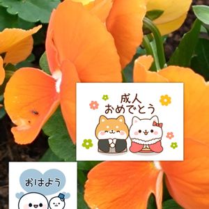 ビオラ,プランター栽培,オレンジ色の花,ビオラの栽培,月曜日はビタミンカラーの画像