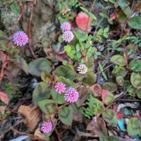 シレネ,ネモフィラ,ポリゴナム（ヒメツルソバ）,ポリゴナム（ヒメツルソバ）,鉢植えの画像