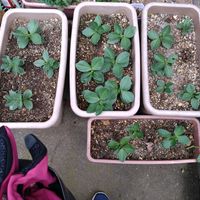 そら豆,家庭菜園の画像