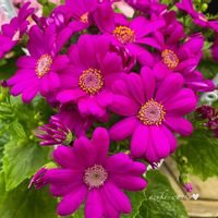 サイネリア,花のある暮らし,お散歩写真,お花が好き♡,綺麗なお花の画像