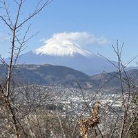 スイセン,ミツマタ,ハイキング・登山,冬の風景,低山登山の画像