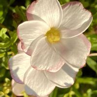 白が好き,#ガーデニング,エクステリアの画像