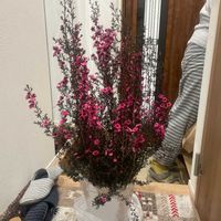 ギョリュウバイの画像