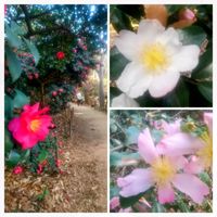 シコンノボタン,菜の花,さざんか,ヒマラヤサクラ,お出かけ先の画像