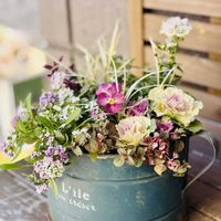 アリッサム,葉牡丹,リシマキアシューティングスター,ネメシアピンクレモネード,リュウノヒゲの画像