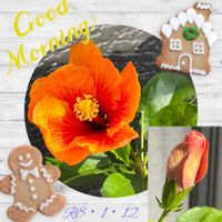 ハイビスカス,癒し,今日の一枚,ありがとう♡,コラージュ仲間達の画像