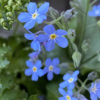 ワスレナグサ,ガーデンシクラメン,マイルーム,ベランダの画像