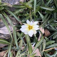 ガザニア,水仙,お花に癒されて❤️,オタフクナンテンの黄葉の画像