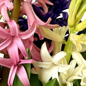 ヒヤシンス,癒し,いい香り♡,今朝の庭,いつも心に太陽をの画像