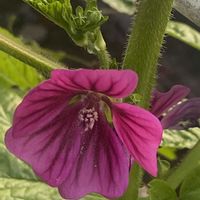 ブルーマロウ,ウスベニアオイ,ハーブティー,花散歩,アオイ科ゼニアオイ属の画像